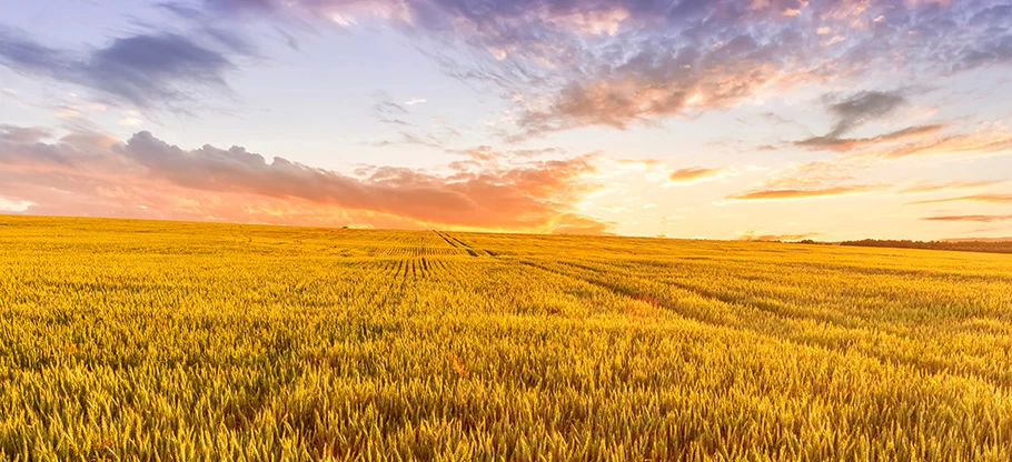 agrarpartner_910x416 agrarpartner_910x416